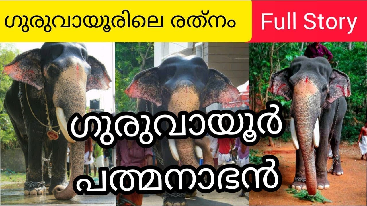 Guruvayur padmanabhan full life story  | ഗുരുവായൂർ പത്മനാഭൻ | Guruvayur Padmanabhan died death