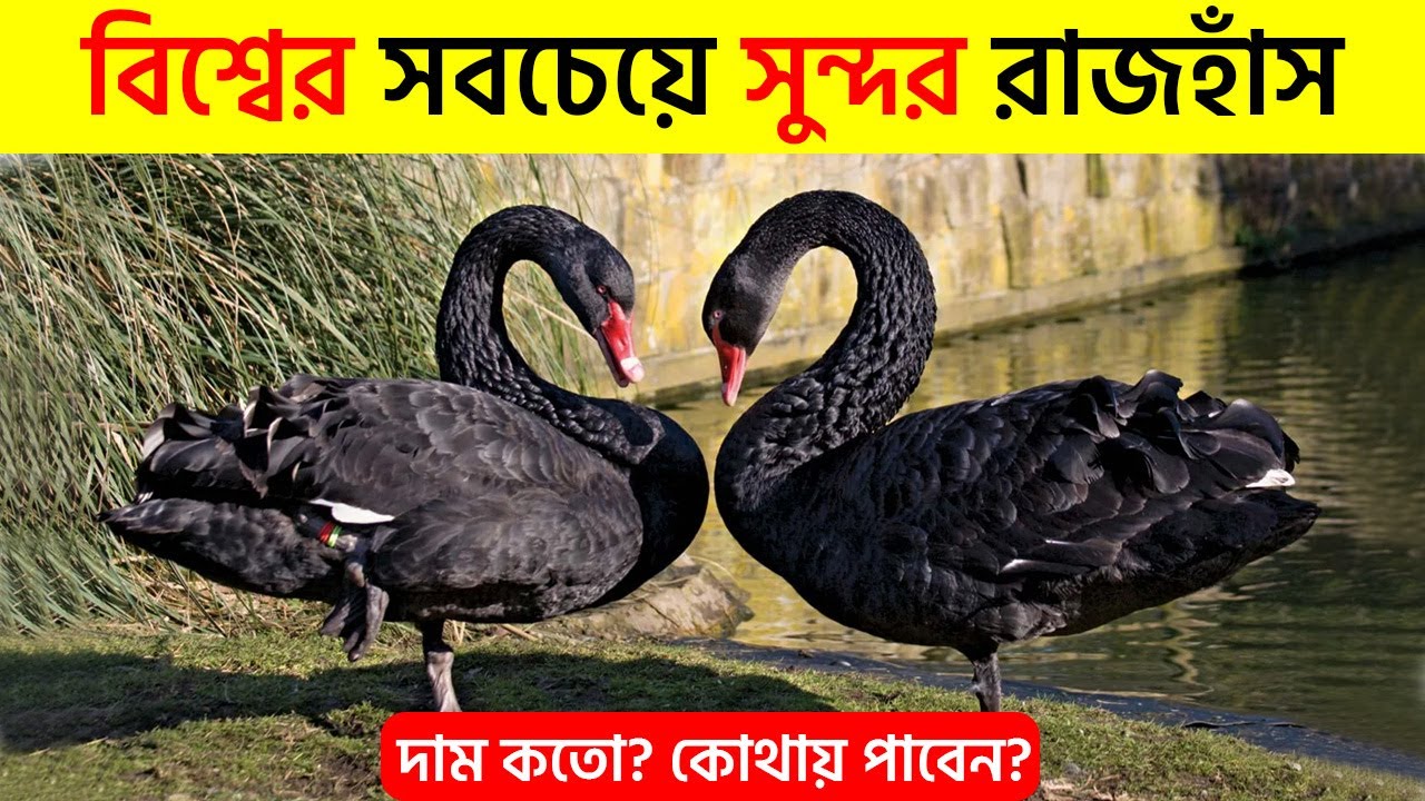 বিশ্বের সবথেকে সুন্দর রাজহাঁসের দাম || Beautiful duck in the world @PranijagatBD