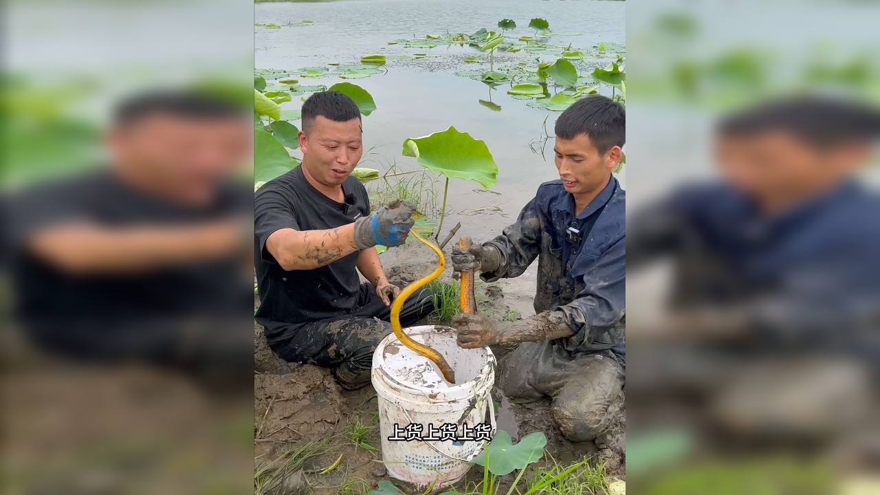 来洪湖和小飞哥抓鳝鱼，太过瘾了