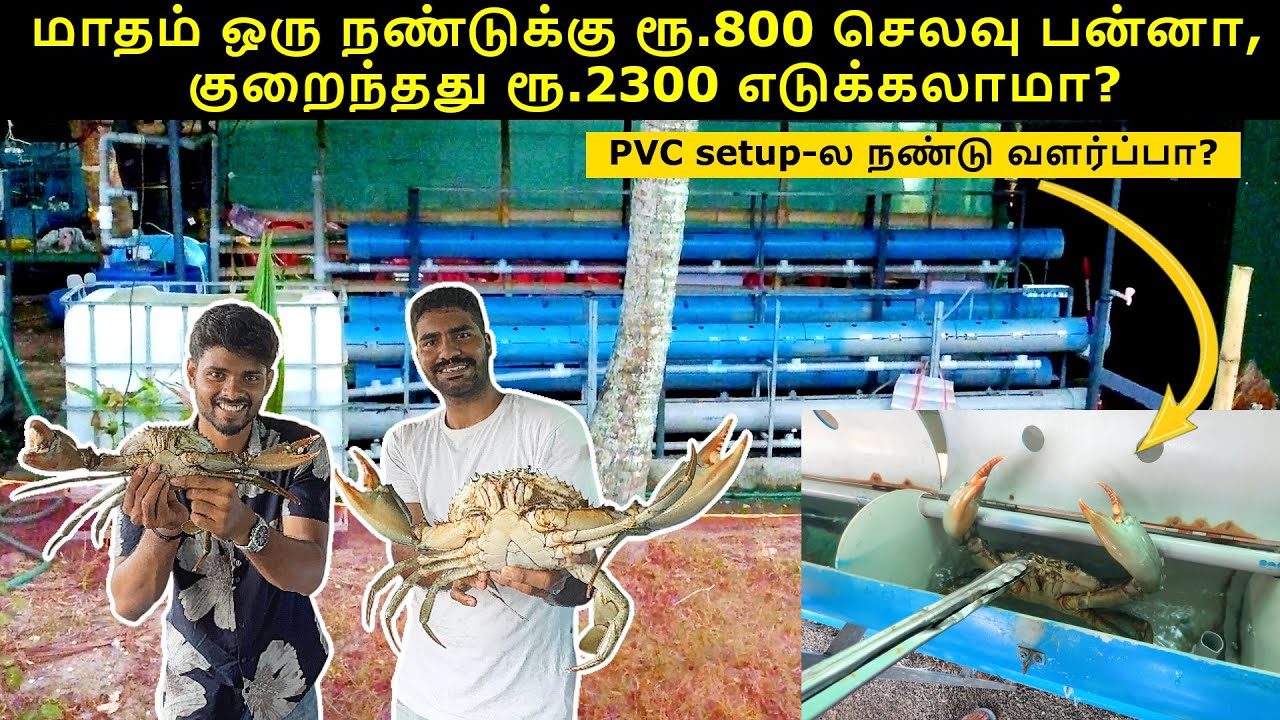 மாதம் ஒரு நண்டுக்கு🦀 ரூ.800 செலவு பன்னா, குறைந்தது ரூ.2300💰 எடுக்கலாமா?😲 | PVC Setup Crab Farming
