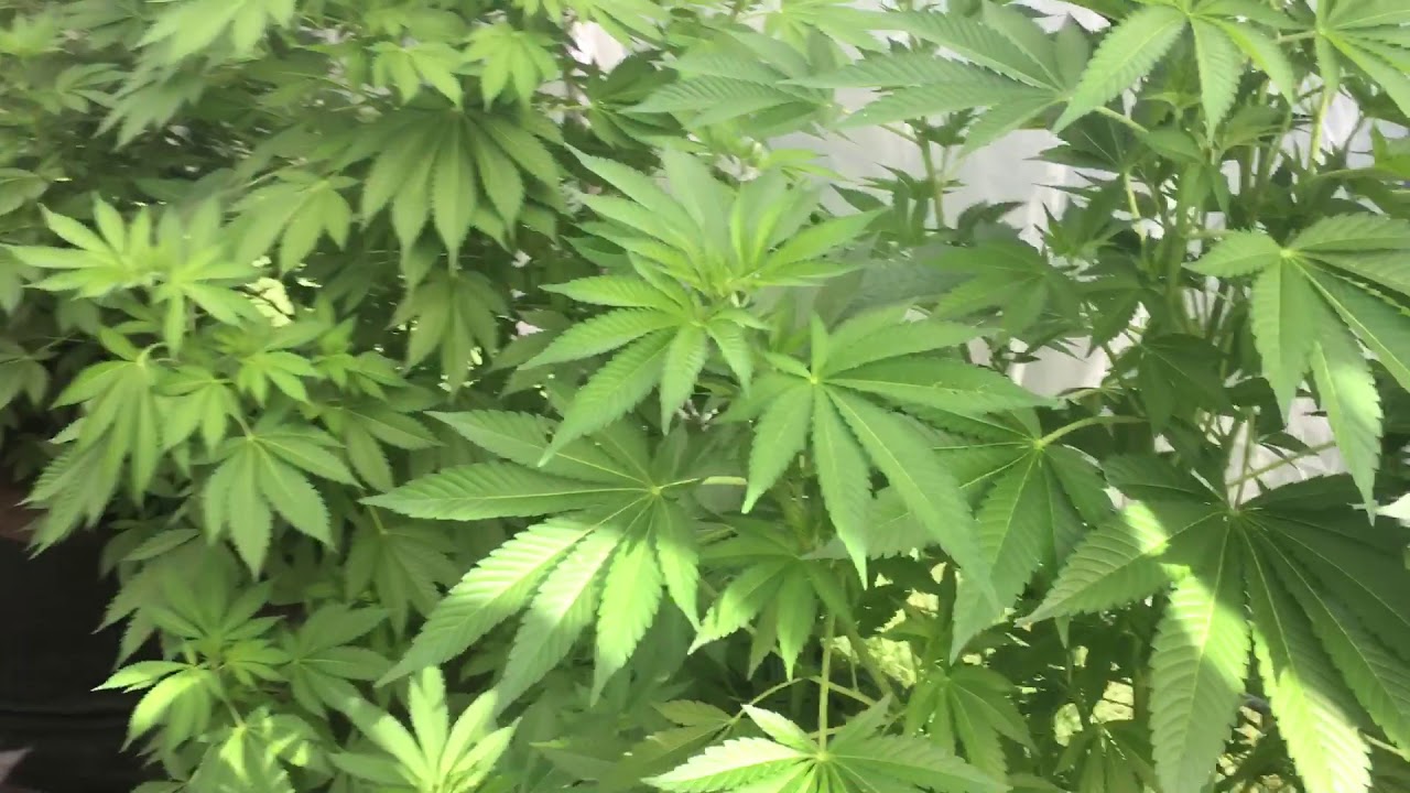 Shelter Logic Greenhouse Cannabis Grow