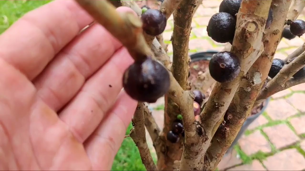 Como fazer para Abelhas Arapuá/cachorro não comer sua jabuticaba FÁCIL, RÁPIDO e 1000% funcional!!!