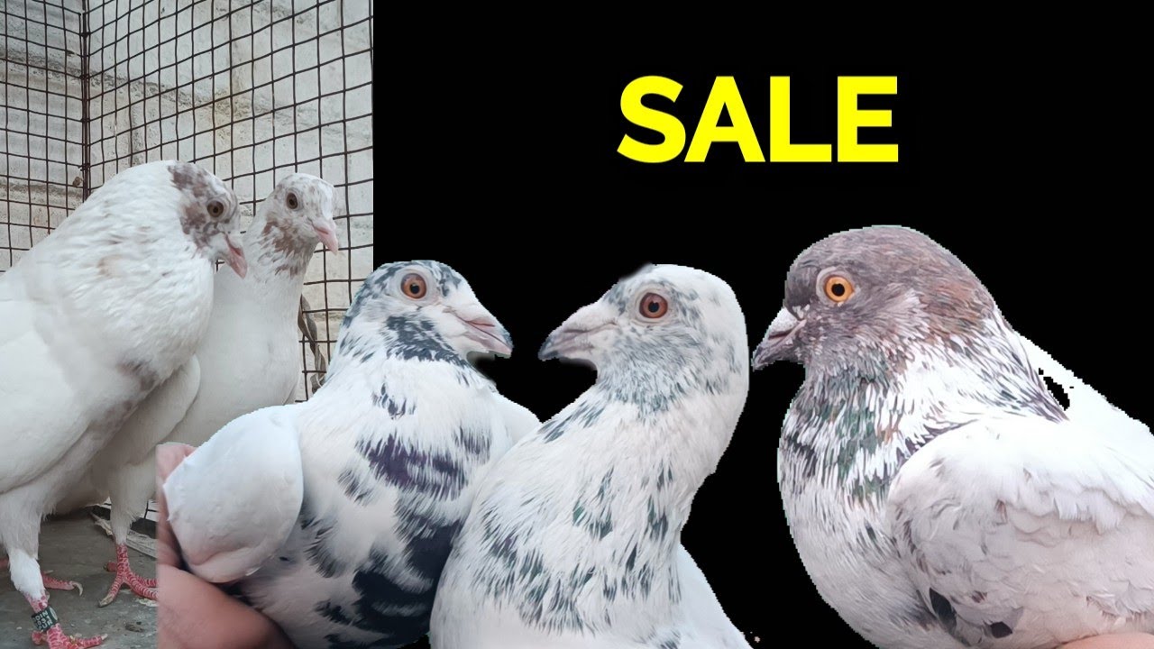 GARIA FULL LOFT PIGEON FOR SALE