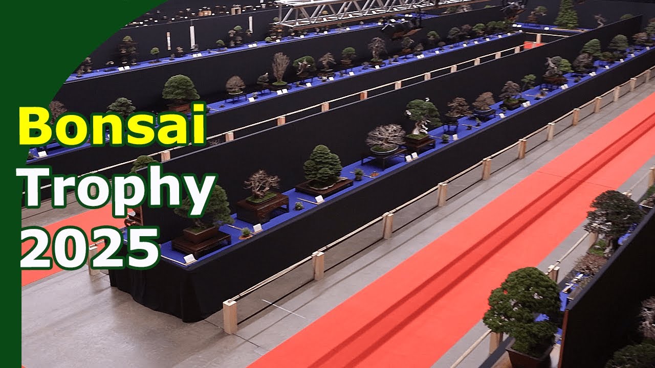 Bonsai Trophy 2025