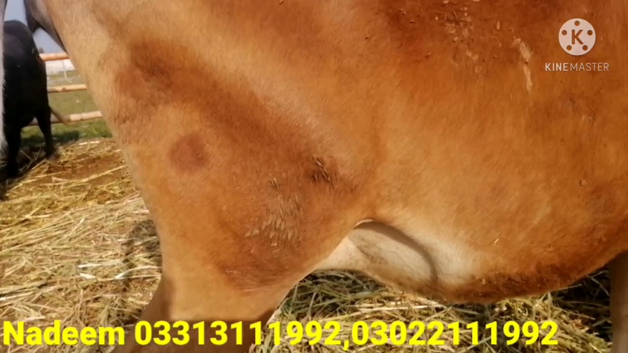 8 Months Pregnant Jersey Heifer/گبھن جرسی کی بچھڑی