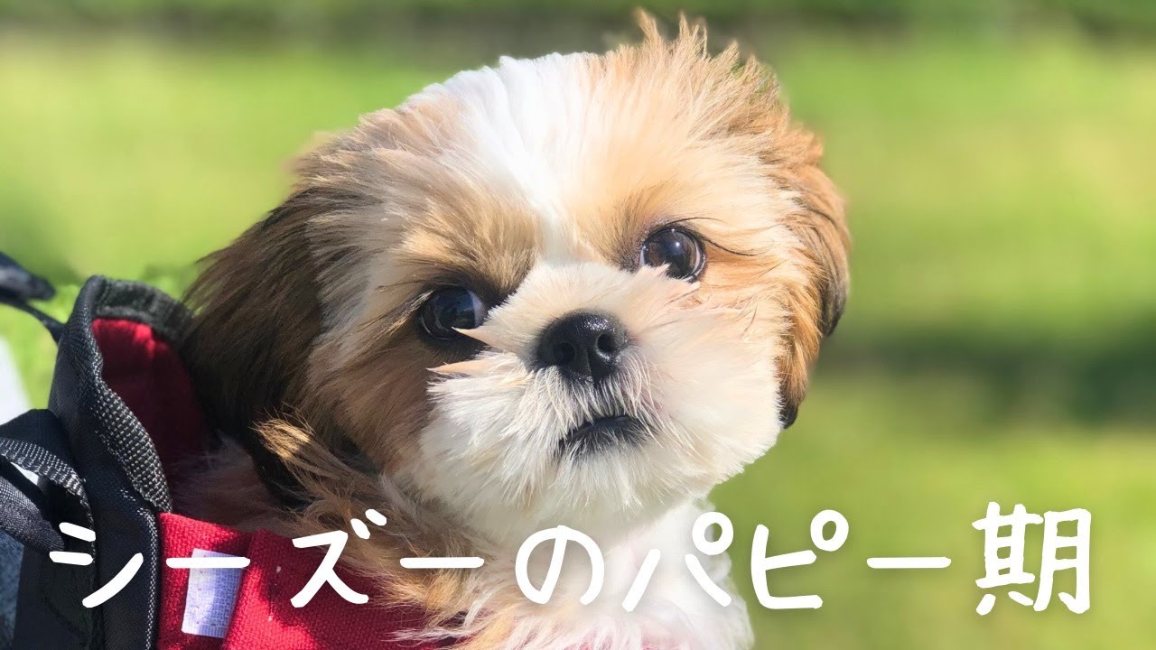 【シーズー】生後3ヶ月のふわふわで可愛い小さな天使💖