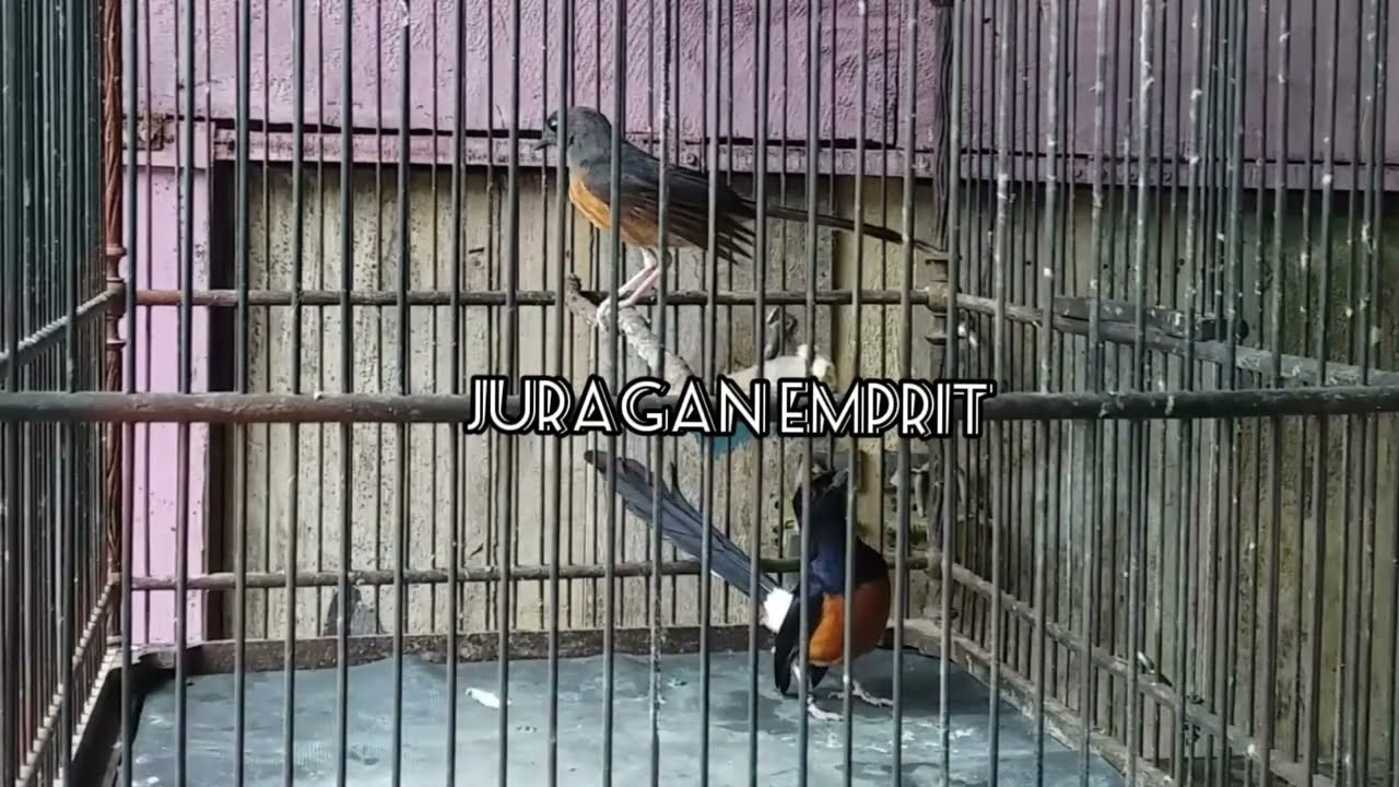 MURAI KAWIN AMPUH BIKIN MURAI JADI BIRAHI DAN KAWIN || LANGSUNG MERAYU LANGSUNG KAWIN