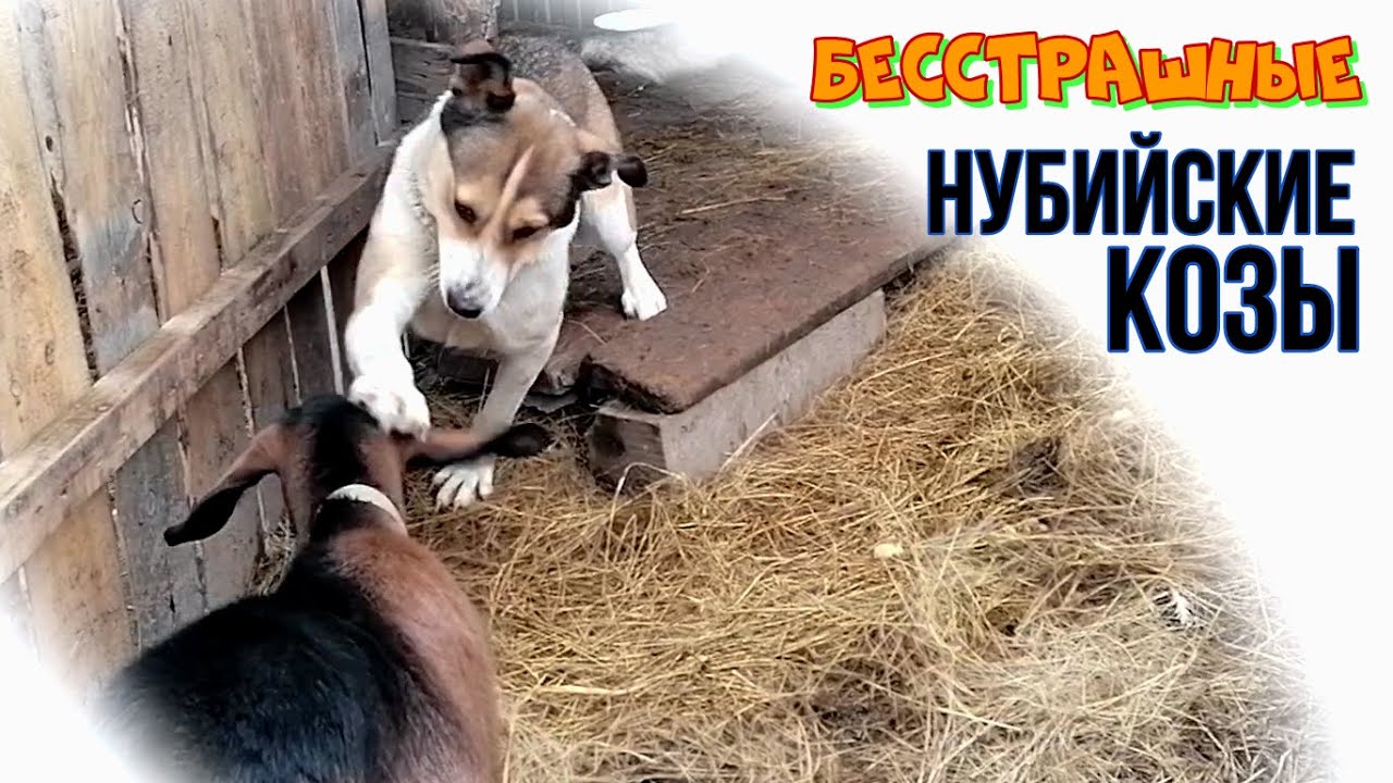 БЕССТРАШНЫЕ КОЗЫ | ОСЕННЯЯ ПРОГУЛКА С КОЗАМИ