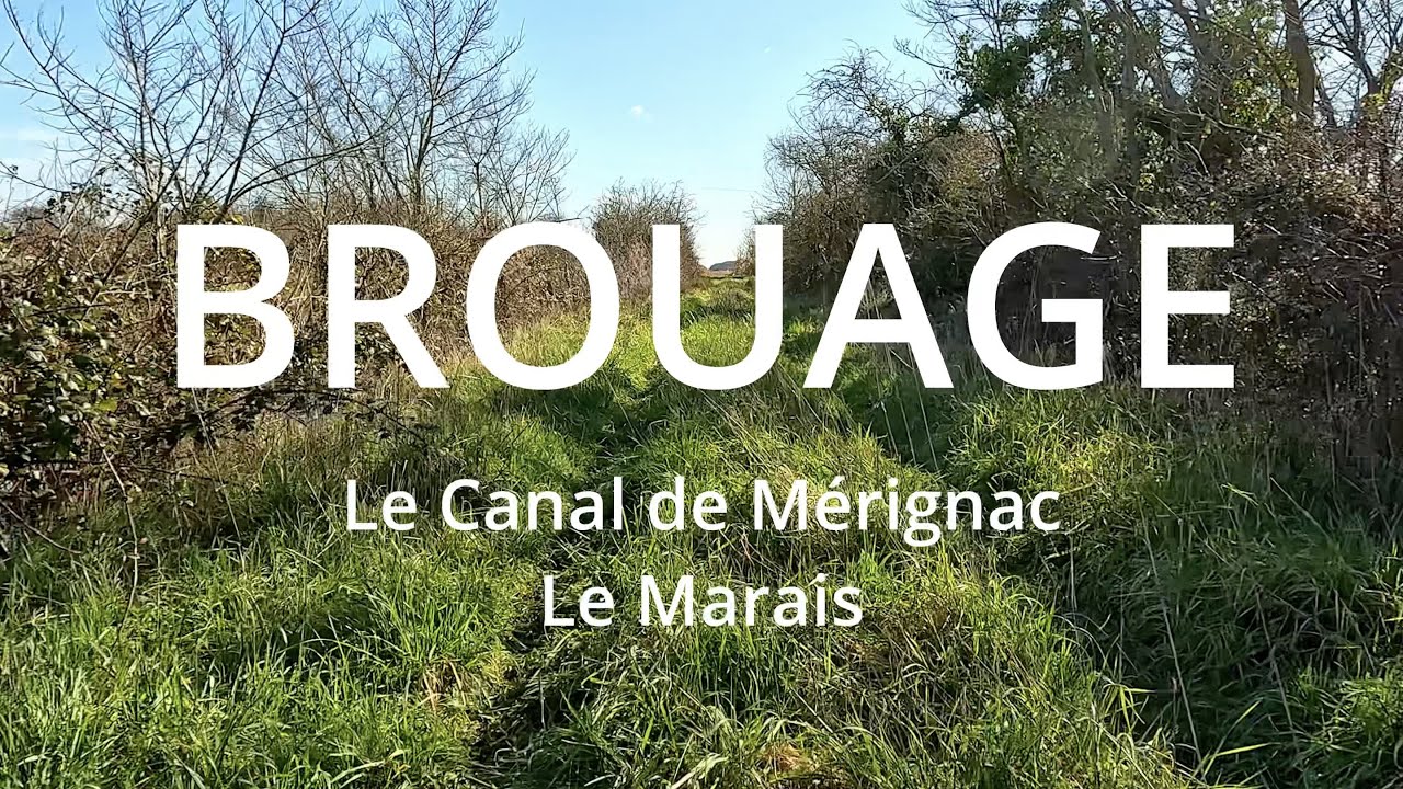 CANAL DE MÉRIGNAC, Beaucoup de Carpes / Marais de Brouage, canal de la Bridoire Charente-Maritime.