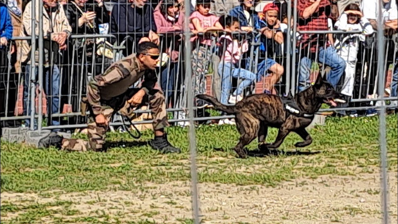 Reportage: Portes ouvertes de la Légion Étrangère, GIGN, démonstration Cynotechnique #chiens #armee