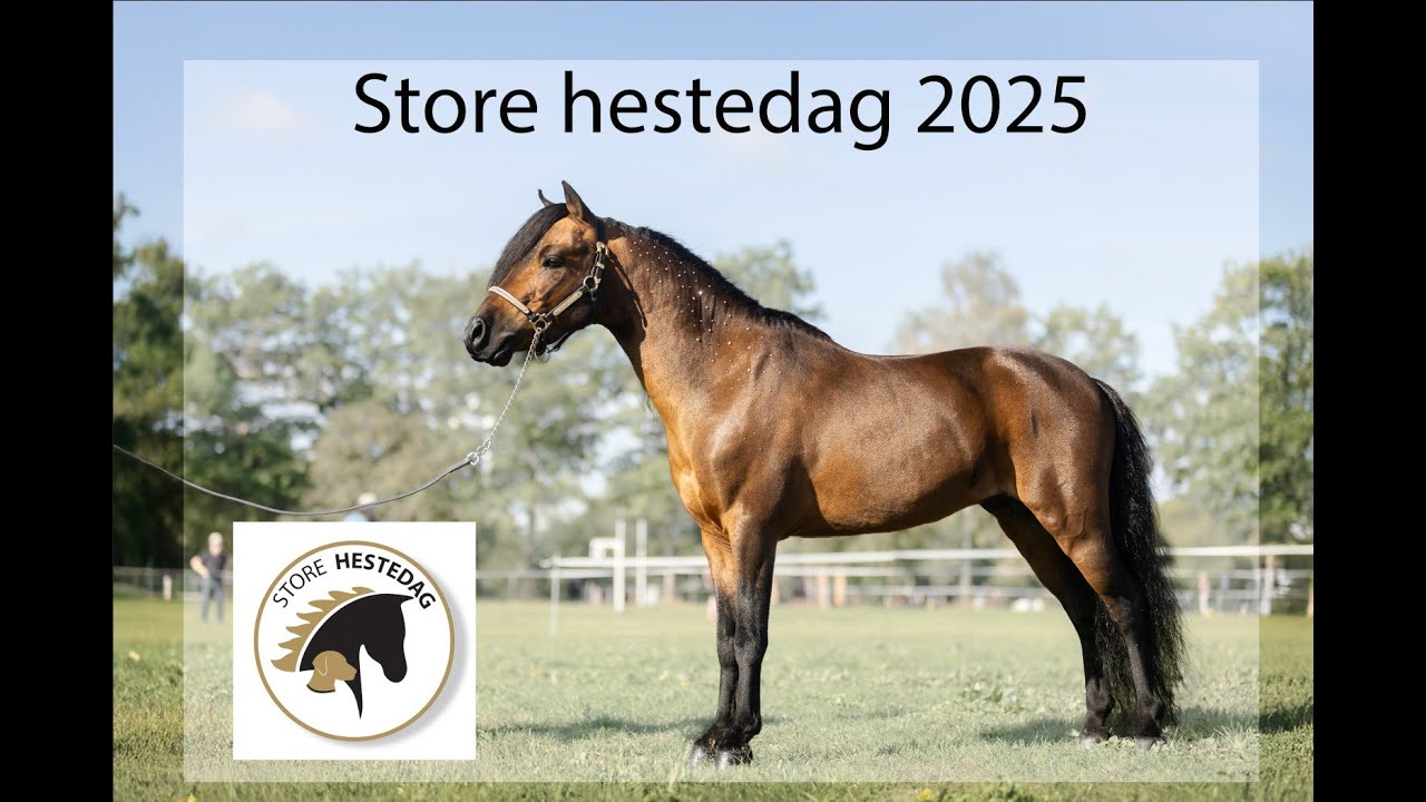Store hestedag - Vlog, klargøring, VINDER