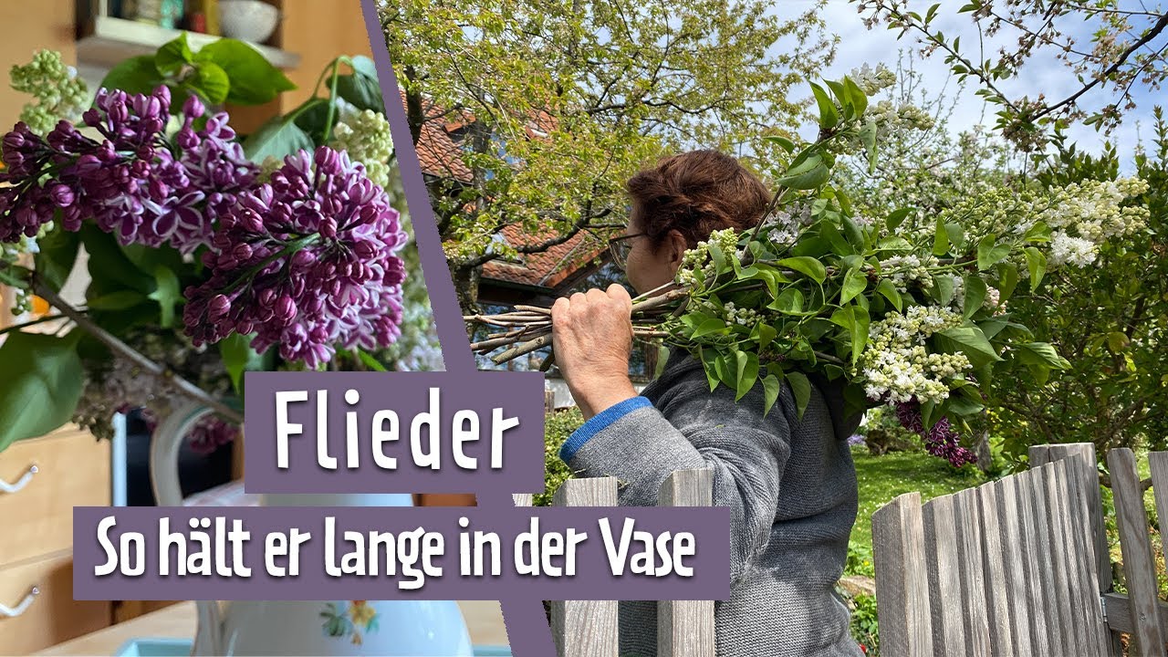 Fliederbl&uuml;te lange frisch halten | MDR Garten