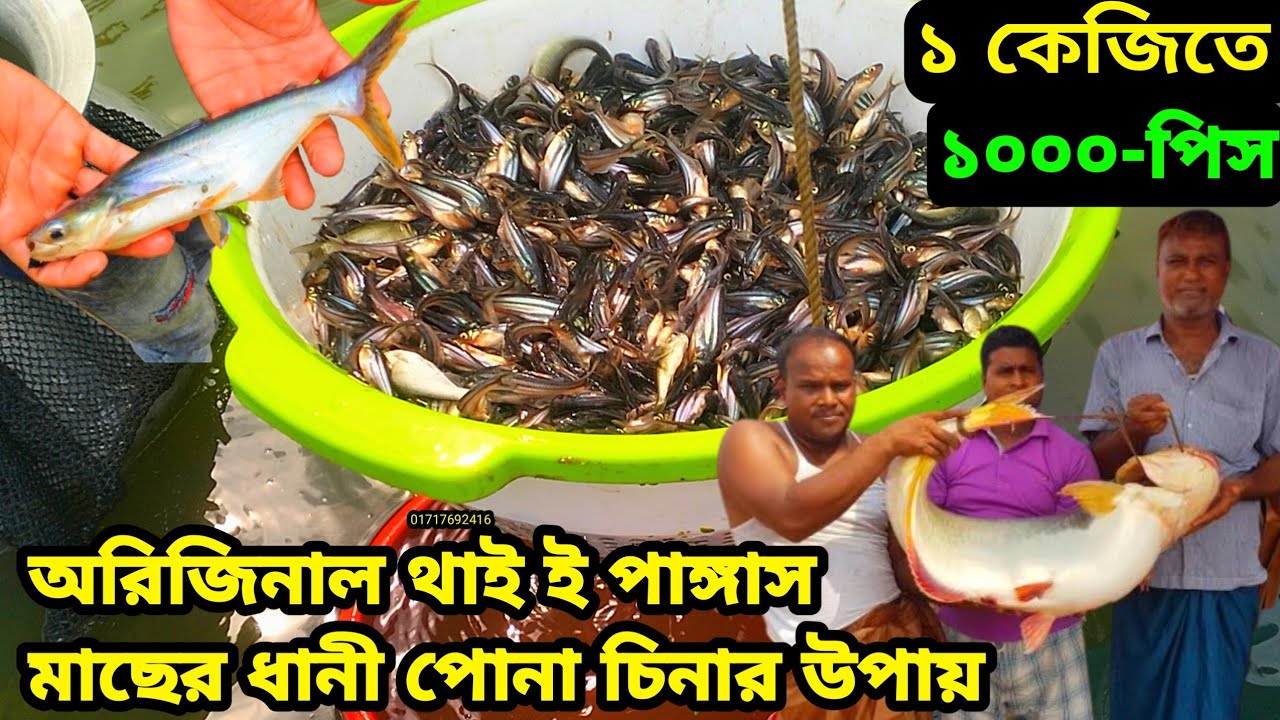 ১০০০, পিস কেজিতে থাই পাঙ্গাস মাছের পোনা উৎপাদন ও বিক্রয় করা হয়|| ফোন নাম্বার: 01717692416 