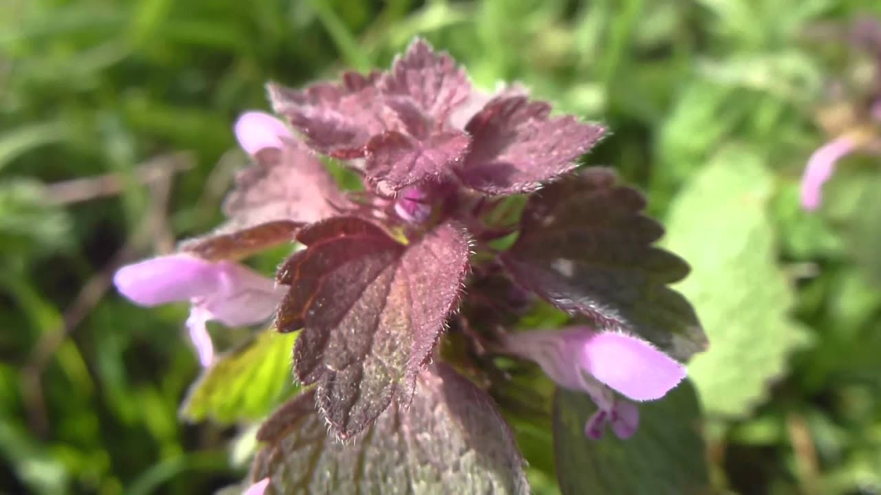 Purple dead nettle  -  Lamium purpureum - Akurtv&iacute;t&ouml;nn - Rau&eth;atv&iacute;t&ouml;nn - Villijurt