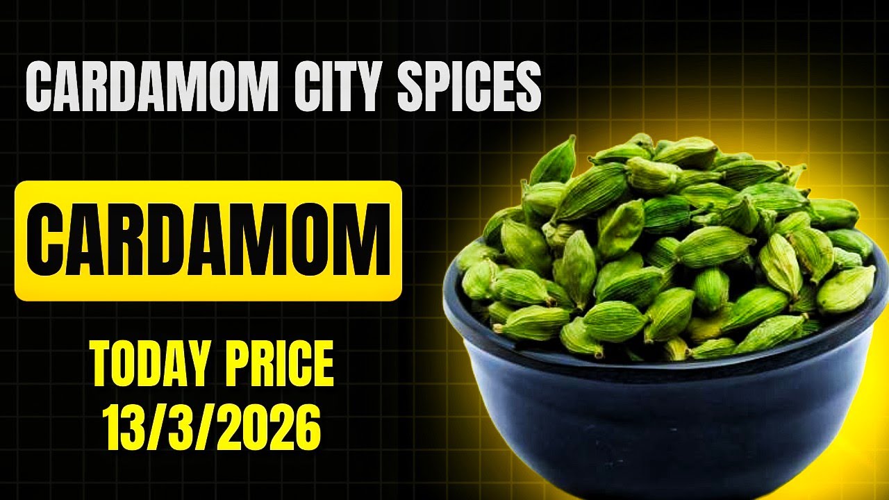 CARDAMOM TODAY PRICE 13/3/2026 #cardamomcityspices#इलायची#elachi#pepper SPICES BOARD LIVE E-AUCTION 