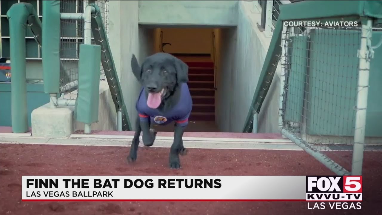 Finn the bat dog returns to Aviators games