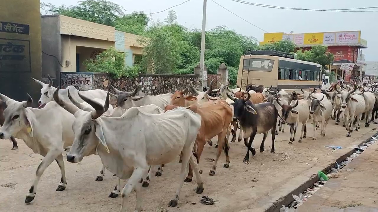 जागनाथ गौशाला देवनगर देवड़ा