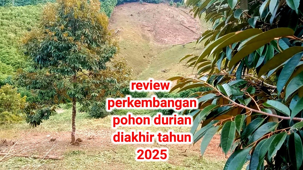 Review perkembangan pohon durian diakhir tahun 2025