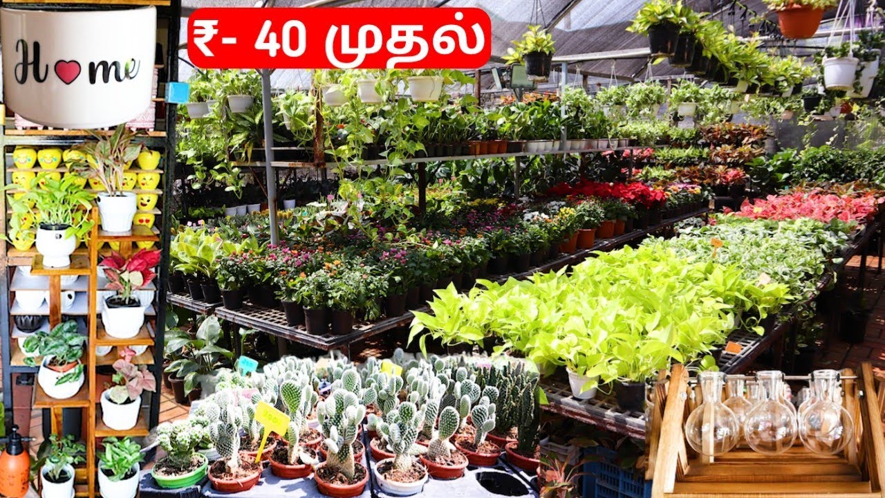 Nursery Garden Imported Indoor & outdoor plants & Pots | Delivery available #xplorewithvj