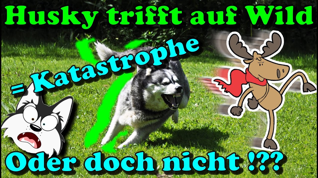 Husky und Wildbegegnung - so kann's gehen! 😱/ Husky und Freilauf - geht das denn ? 🤔/ Nature Trails