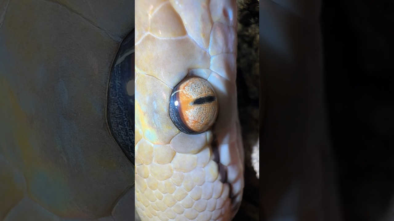 Malayopython reticulatus