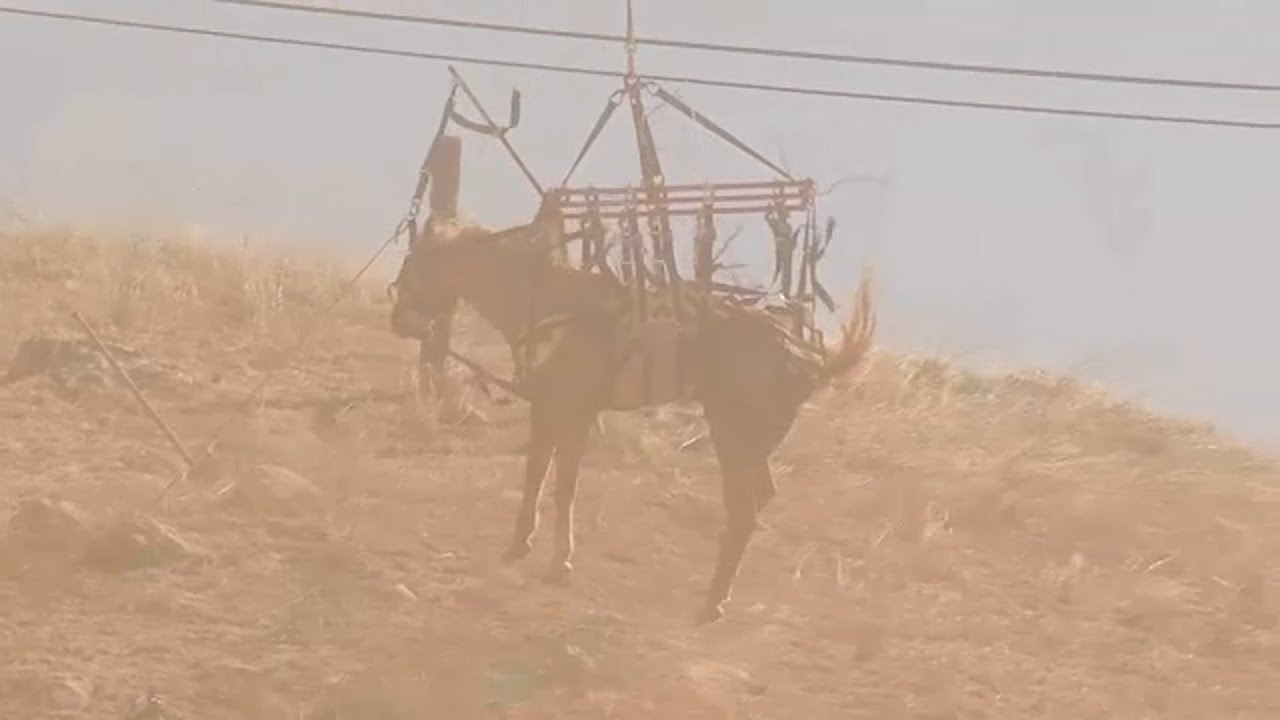Horse rescue: LAFD helicopter crew hoists 1,000-pound equine stranded in Sunland ravine | ABC7