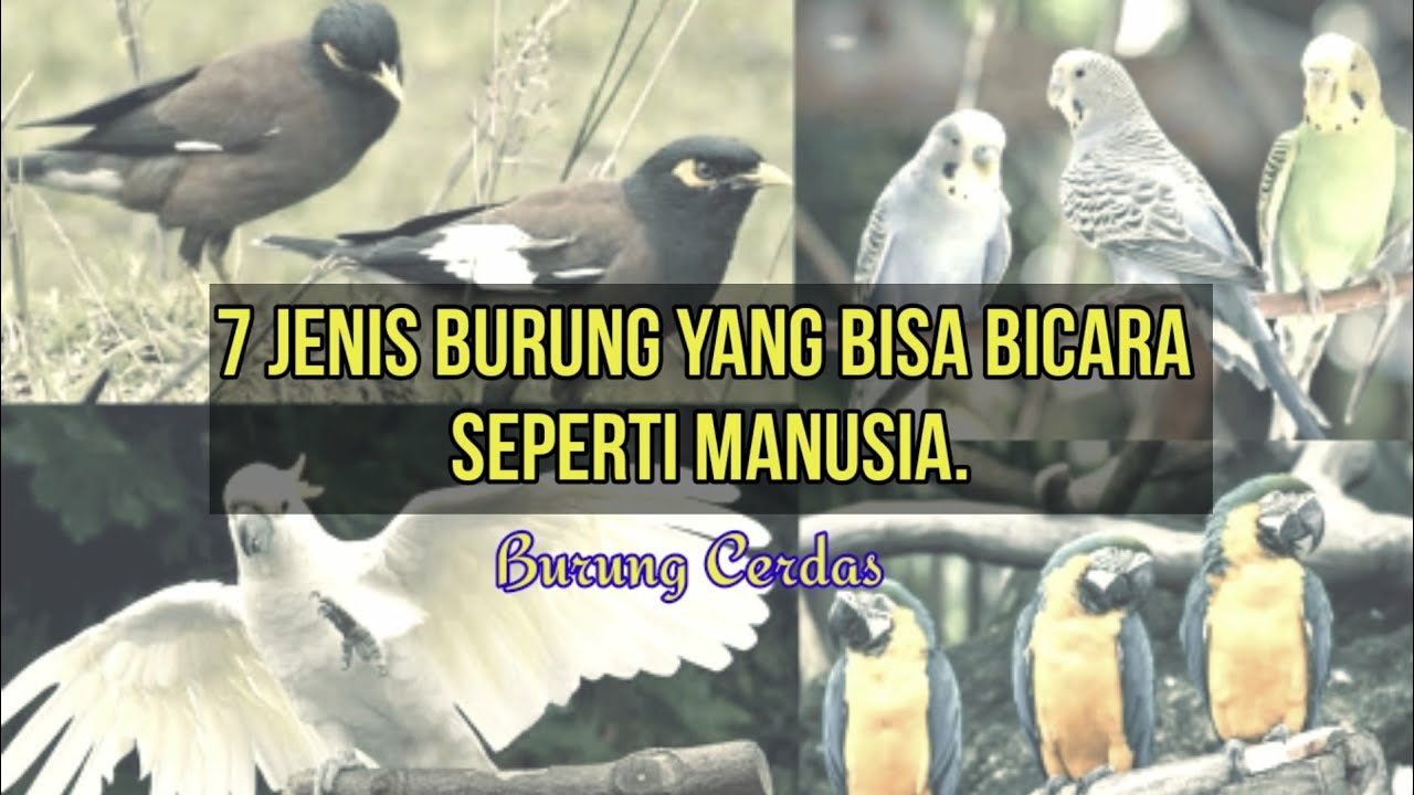 7 Jenis Burung Yang Bisa Bicara Seperti Manusia