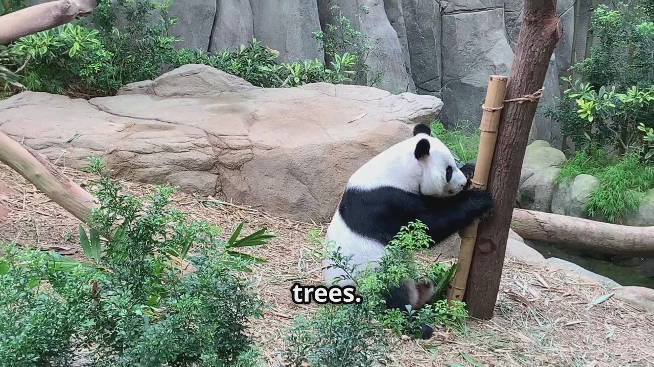 Exploring China's Panda Paradise: Dujiangyan & Bifengxia