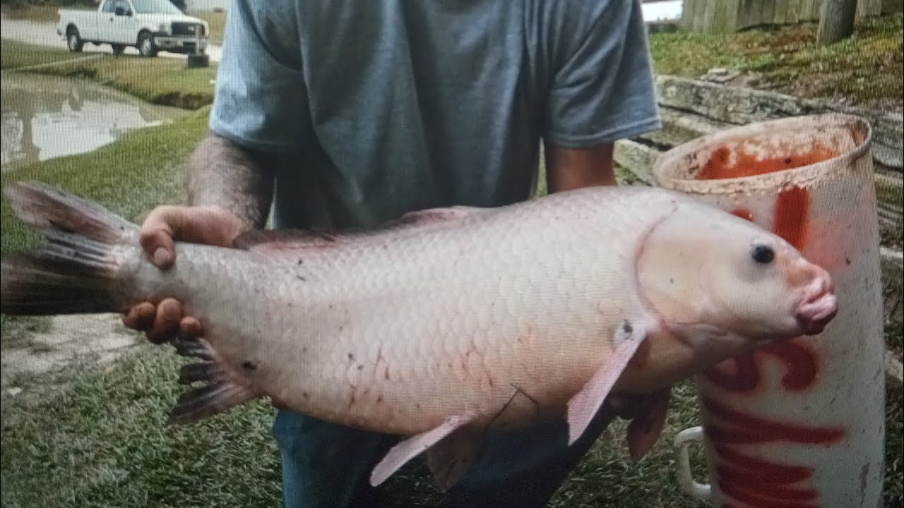 10 Week Carp Tournament 2 Reds lake