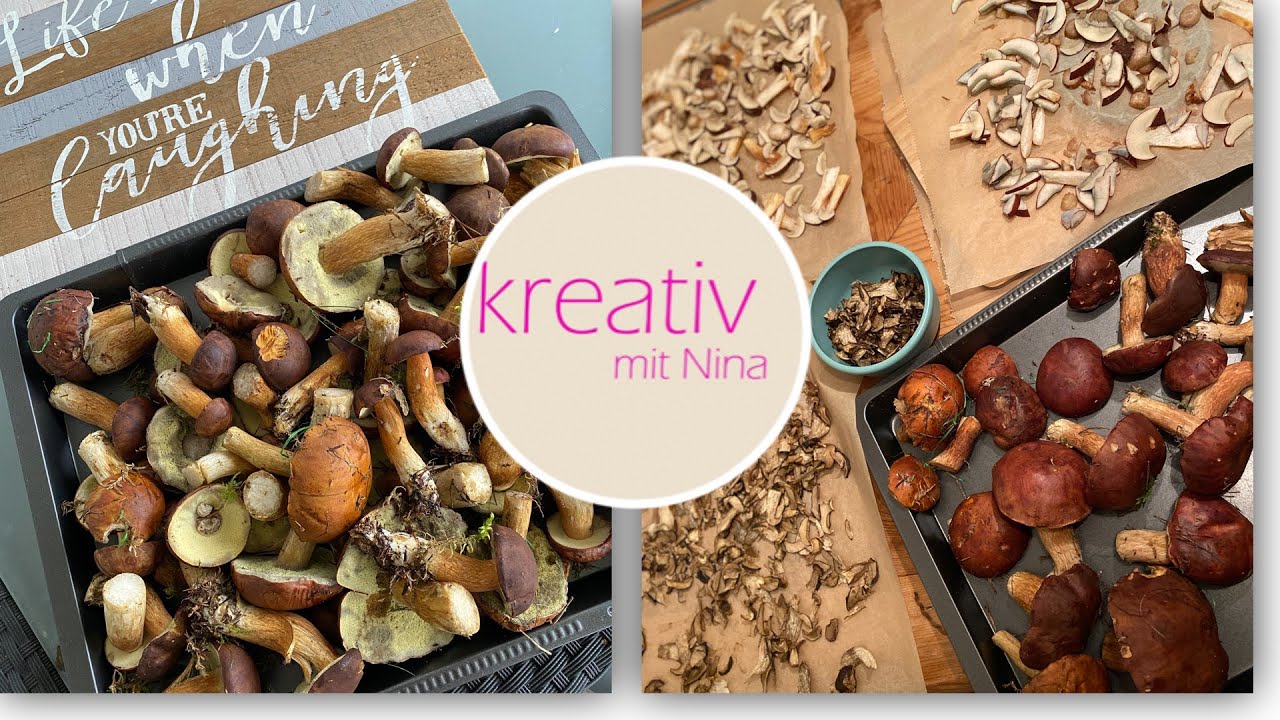 Die besten Speisepilze 😉 f&uuml;r Anf&auml;nger sammeln kochen trocknen Pilze TIPPS 🍄&zwj;🟫 👌Maronen & Co
