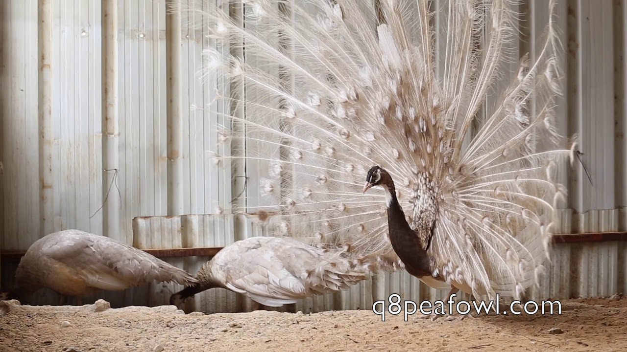 Some rare peacocks colors we raise at our farm. بعض ألوان الطاووس النادرة في مزرعتنا