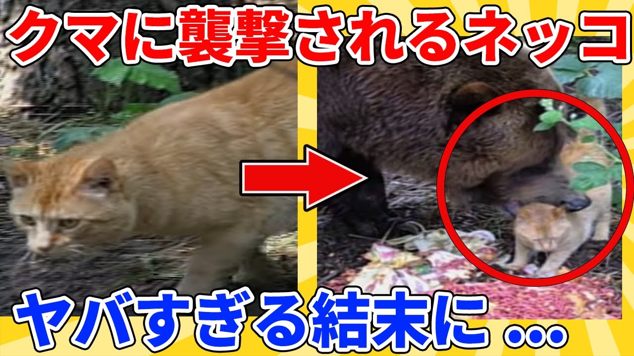 【2ch動物スレ】クマに襲撃される猫→ヤバすぎる結末に...