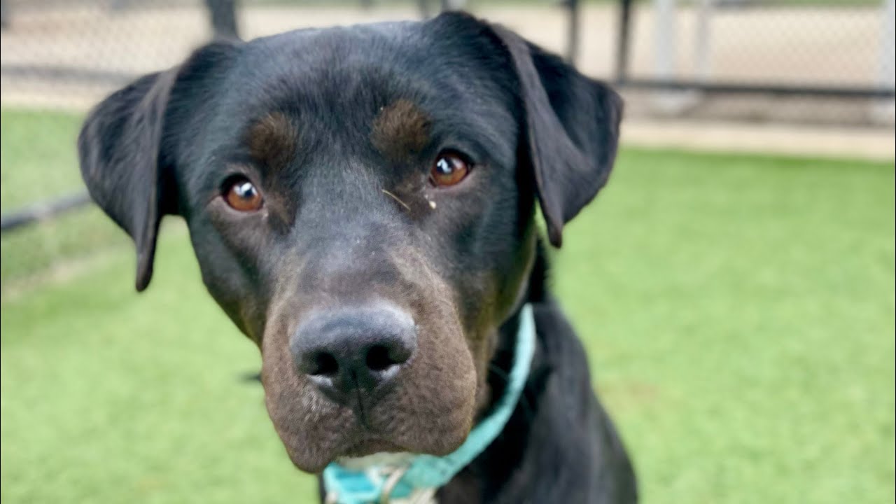 Dog Adopted! KC Pet Project’s Grimm