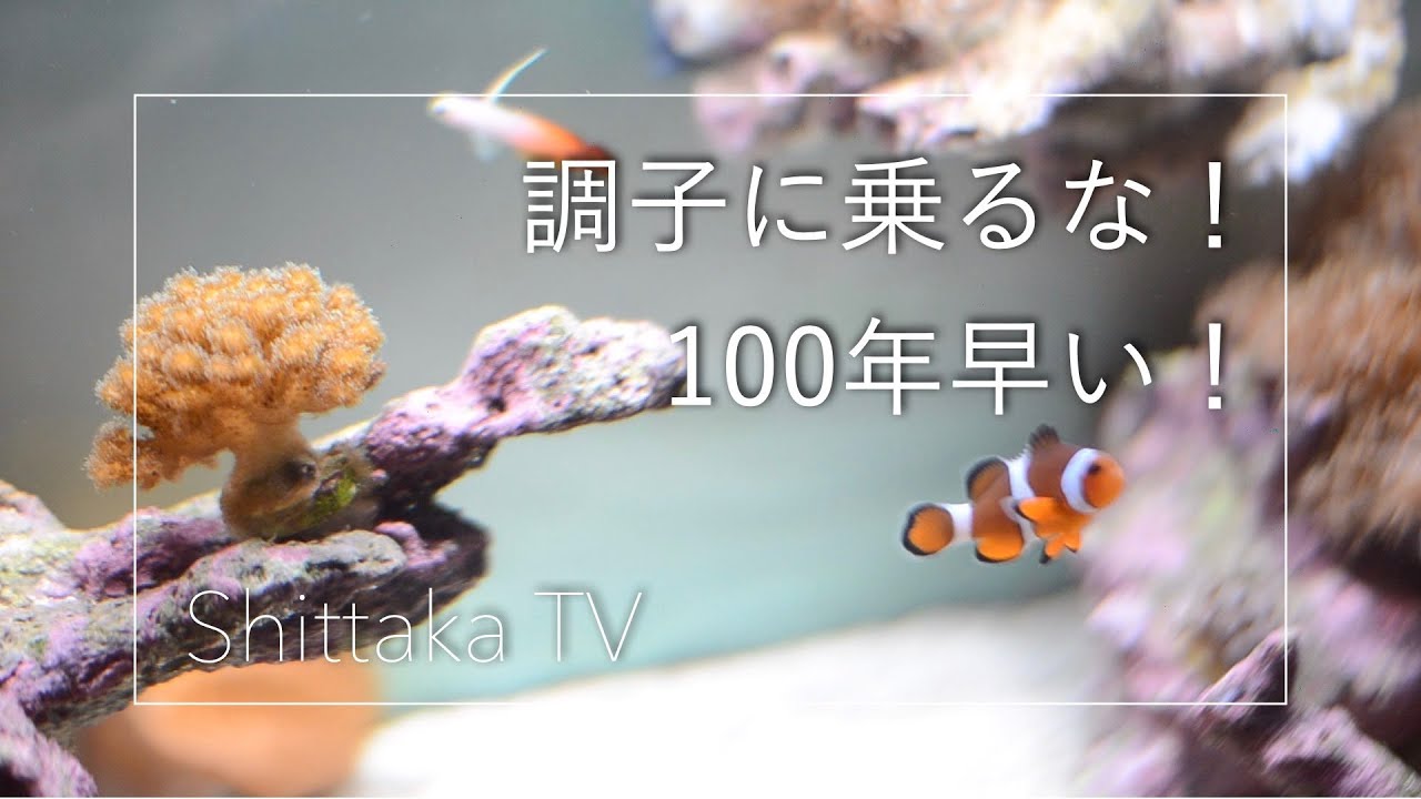 間違えてSPSを初お迎え！No.038