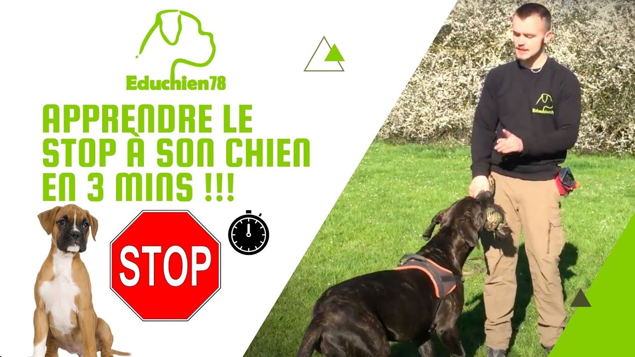 APPRENDRE LE STOP A SON CHIEN EN 3 MINUTES !!!