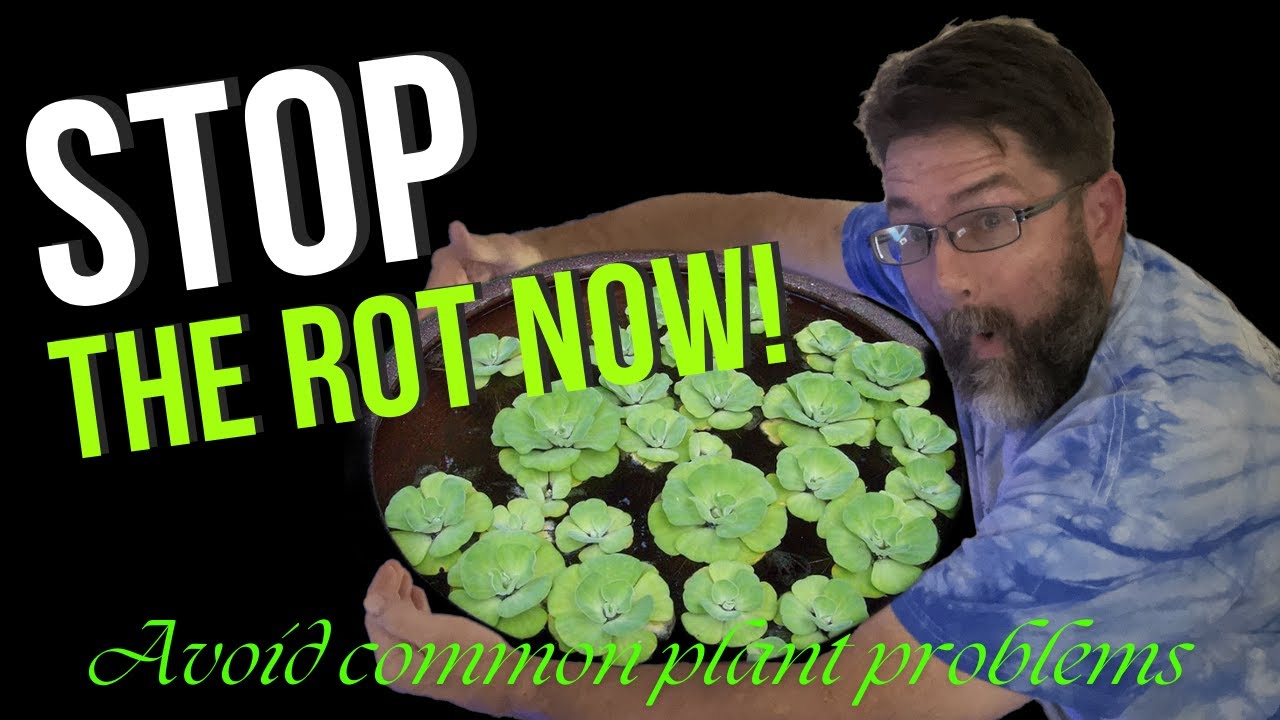 Say Goodbye to Stress! Meet Dwarf Water Lettuce