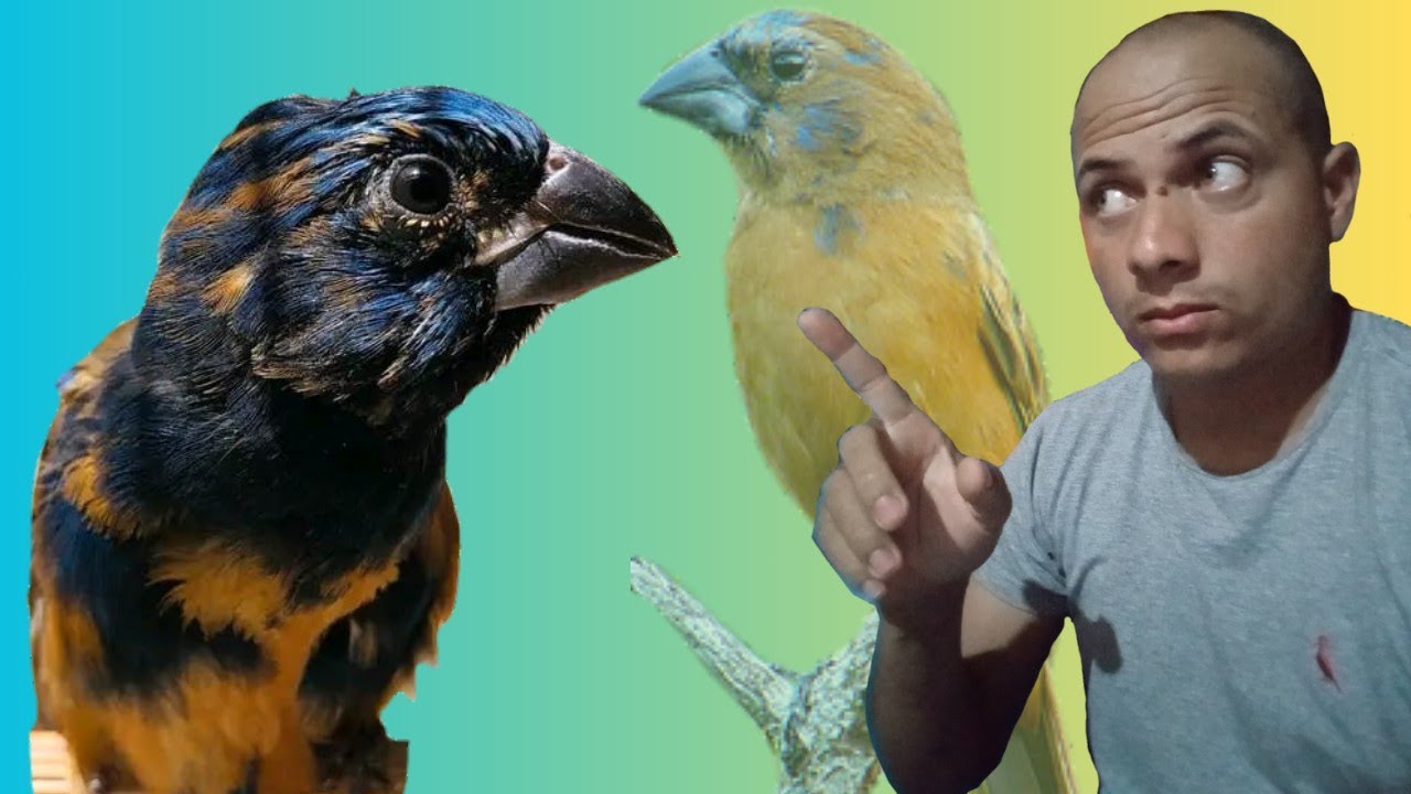 Tudo que voc&ecirc; precisa saber sobre azul&atilde;o pardo, manejo com f&ecirc;mea e muito mais