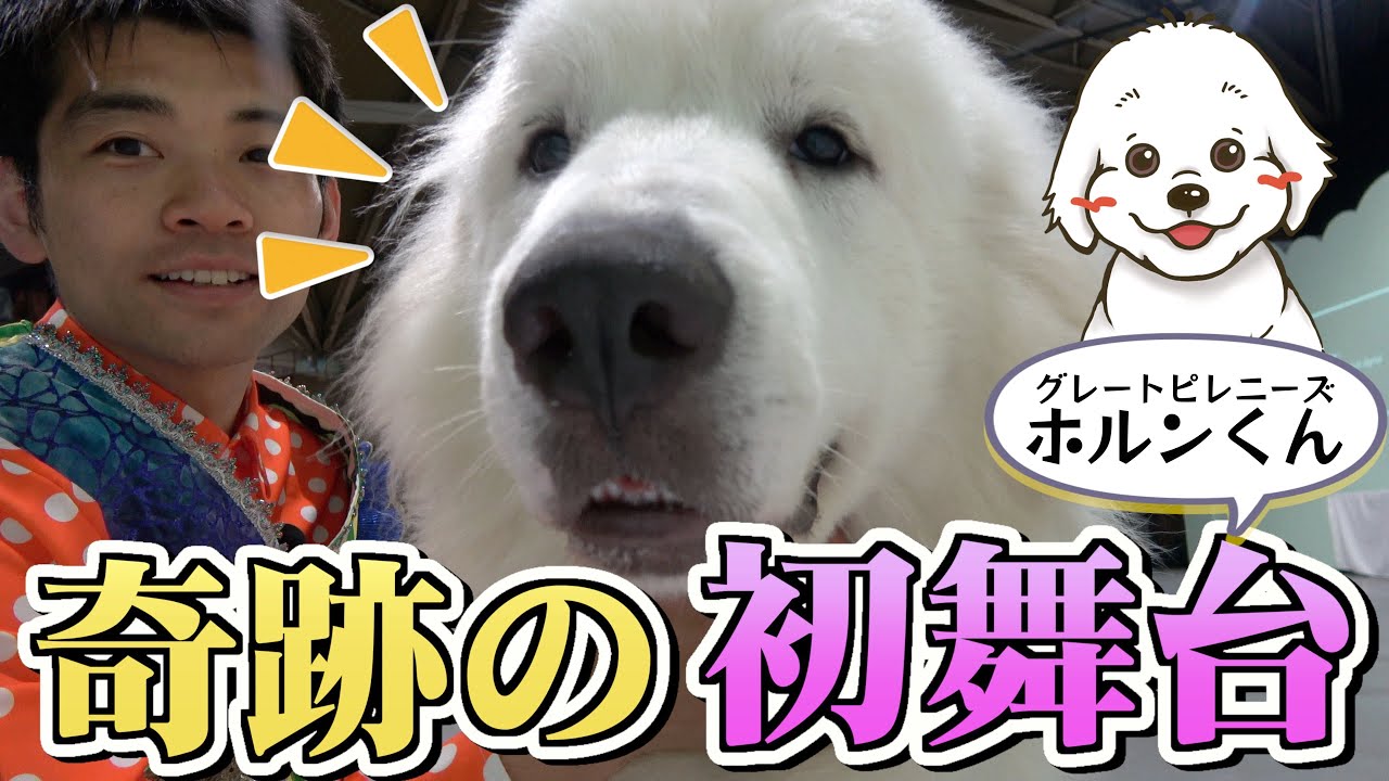 ついに初舞台！生後11ヶ月で大歓声を受けた天才グレートピレニーズに密着！