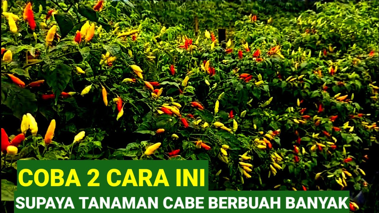 COBA 2 CARA INI !! SUPAYA TANAMAN CABE BERBUAH BANYAK