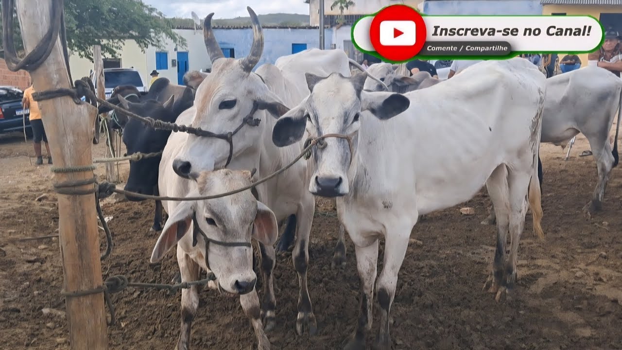 FEIRA DO GADO EM: ARARA-PB!!! 
