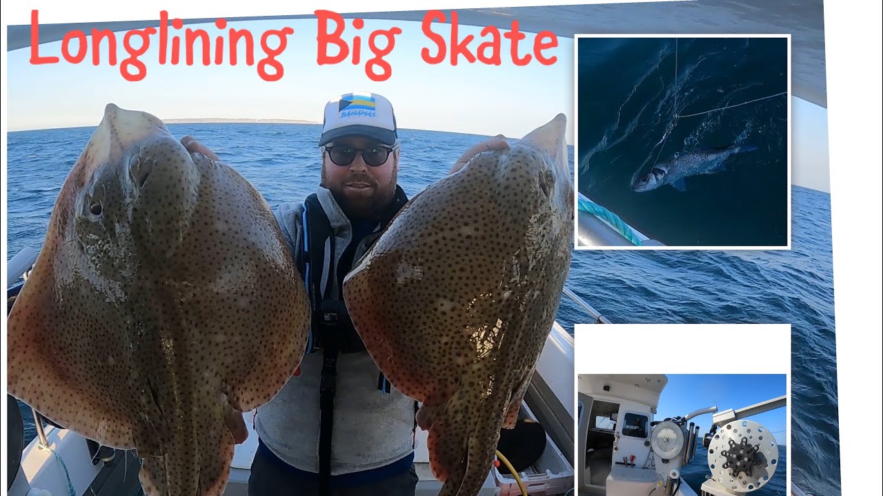 Longlining Big Skate (Blonde Ray)