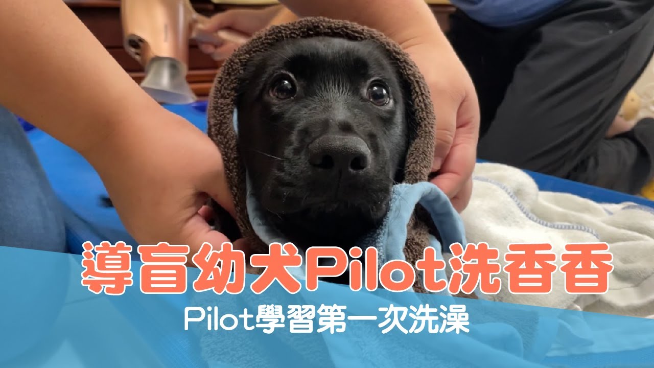 【P胎寶寶成長日記 Ep.9】導盲幼犬Pilot洗香香 Pilot學習第一次洗澡