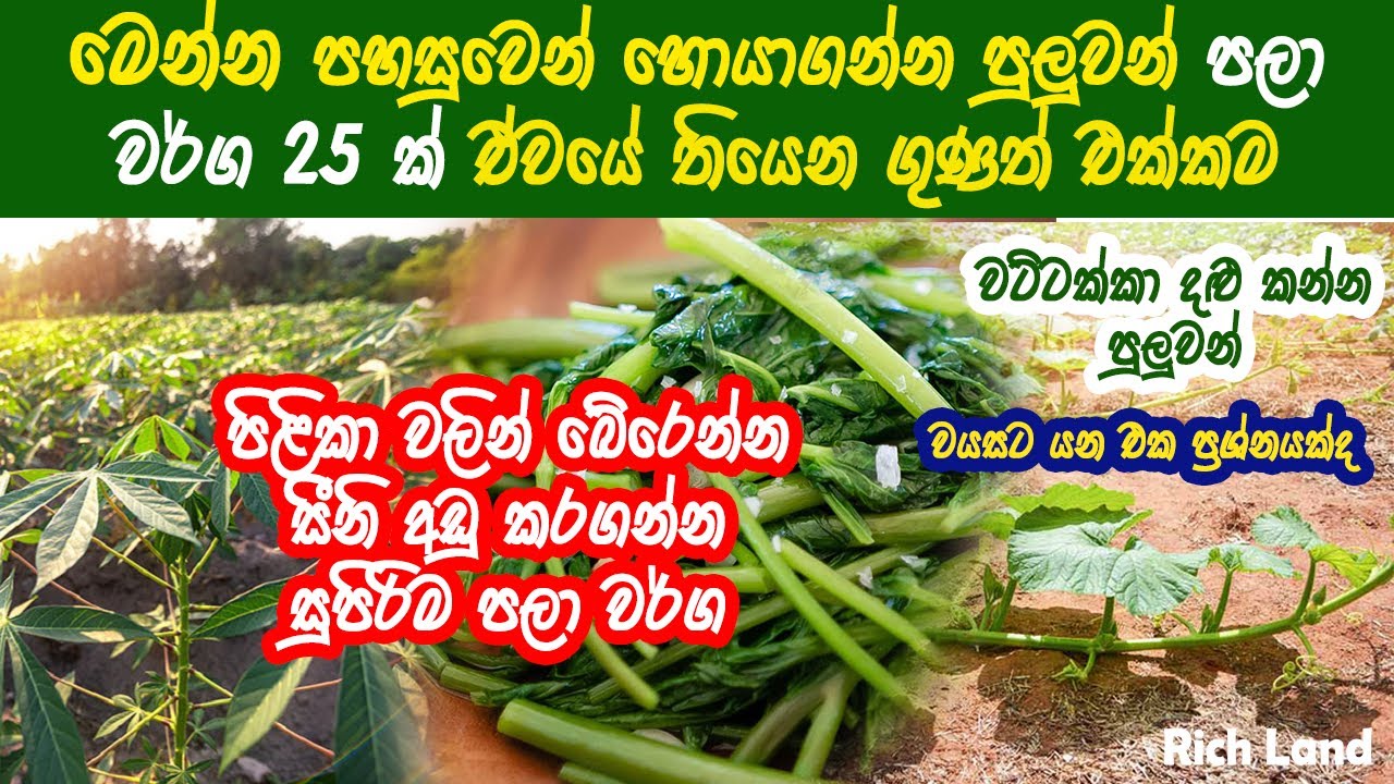 පලා වර්ග ගැන හරියට දැනගන්න | Health benefits of Green Leaves | Pala warga