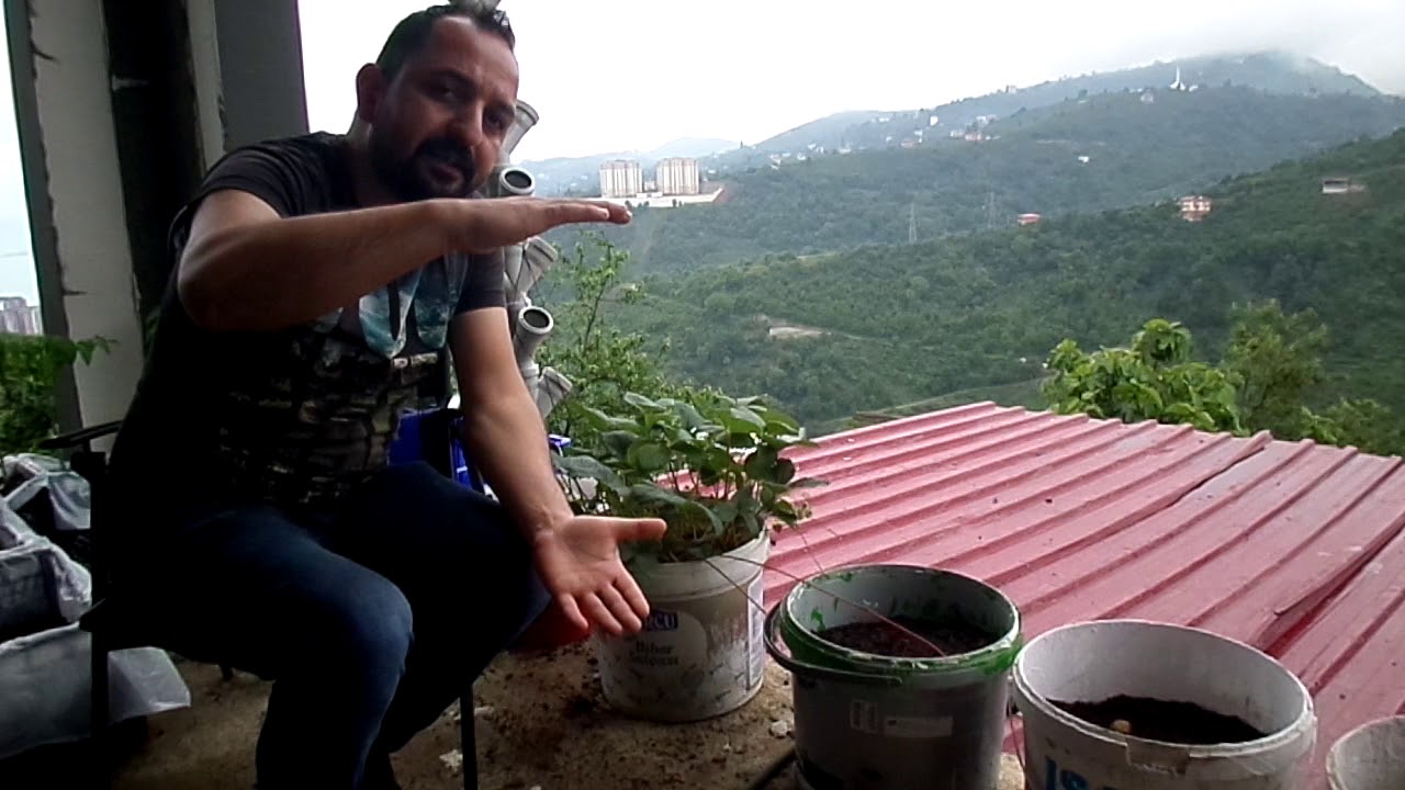 Balkonda Patates Üretimi