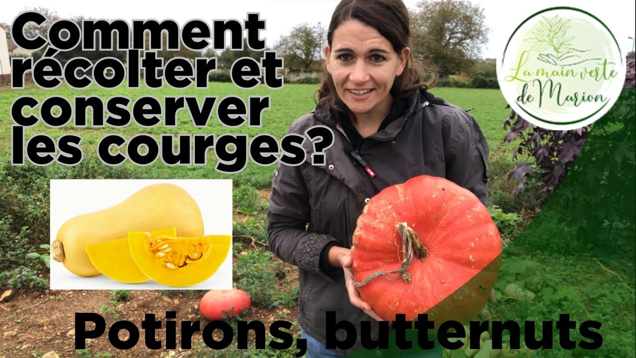 Comment récolter et conserver les courges tout l'hiver? #jardin #potager #jardinage #legume #courge