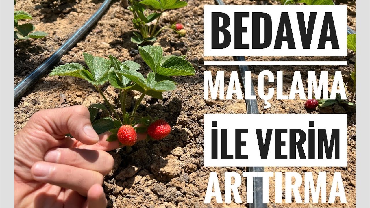 Hobi bahçelerinde çilek yetiştirenler bunu yapsın 🍓