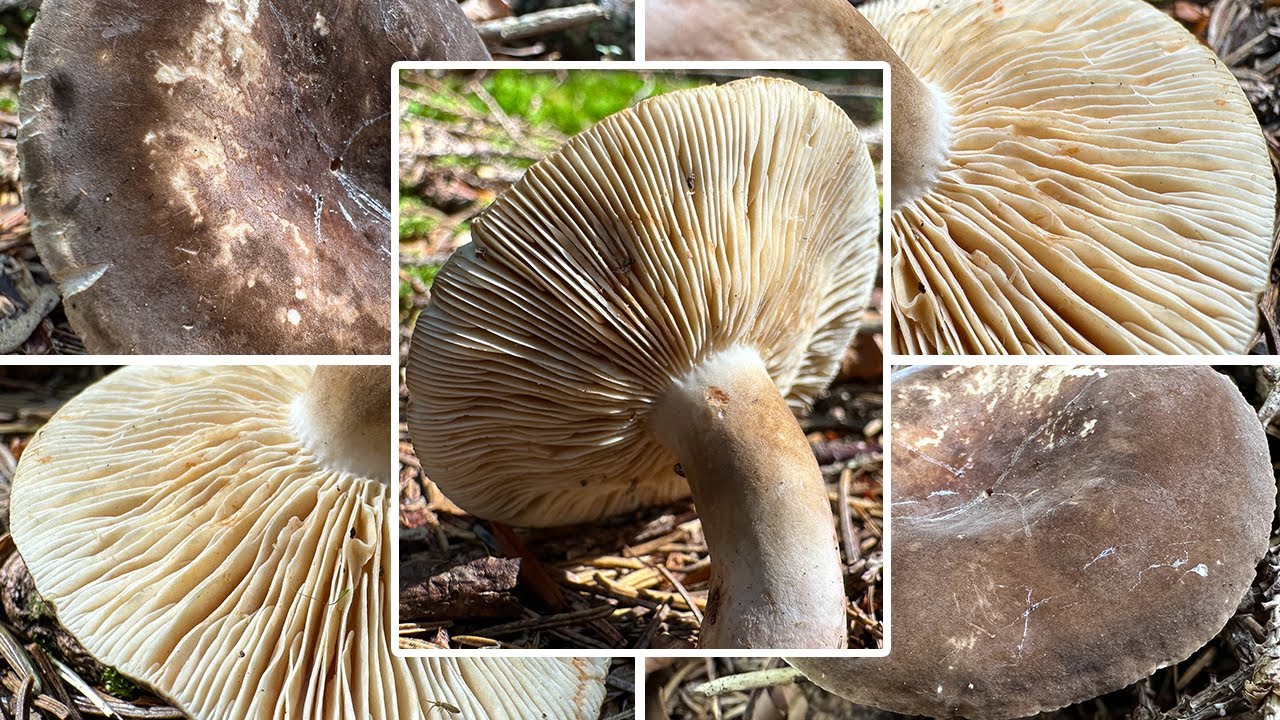 Pechschwarzer Milchling essbar? Verwechslung & Portrait | Ru&szlig;brauner Milchling, Lactarius picinus