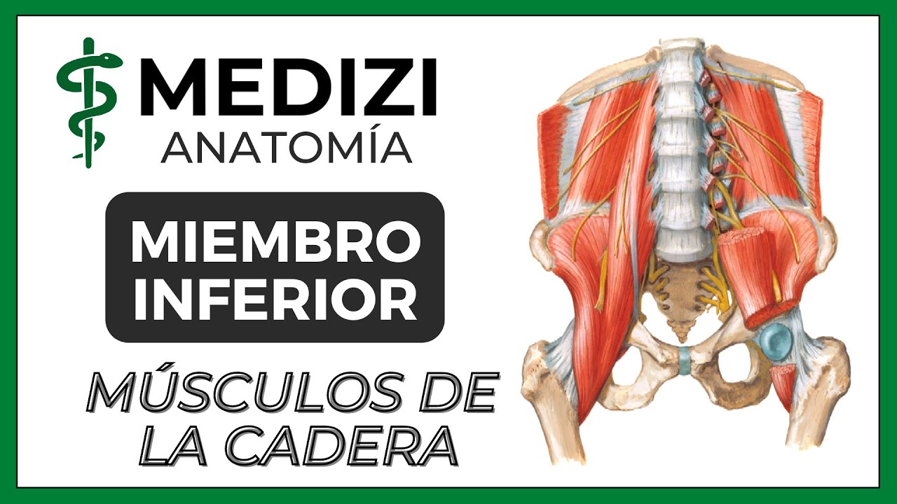 Anatomía de Miembro Inferior (MMII) - Músculos de la Cadera y Aductores