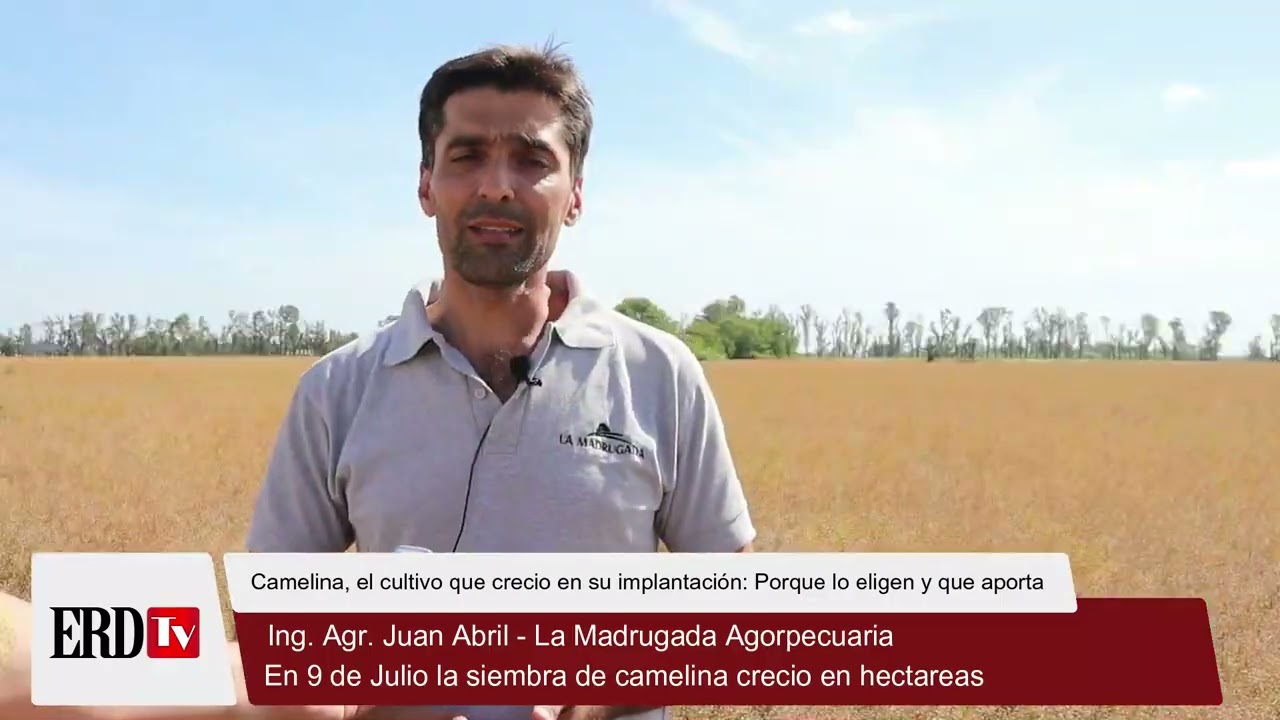 Cultivo de Camelina en 9 de Julio: Comenzo su cosecha