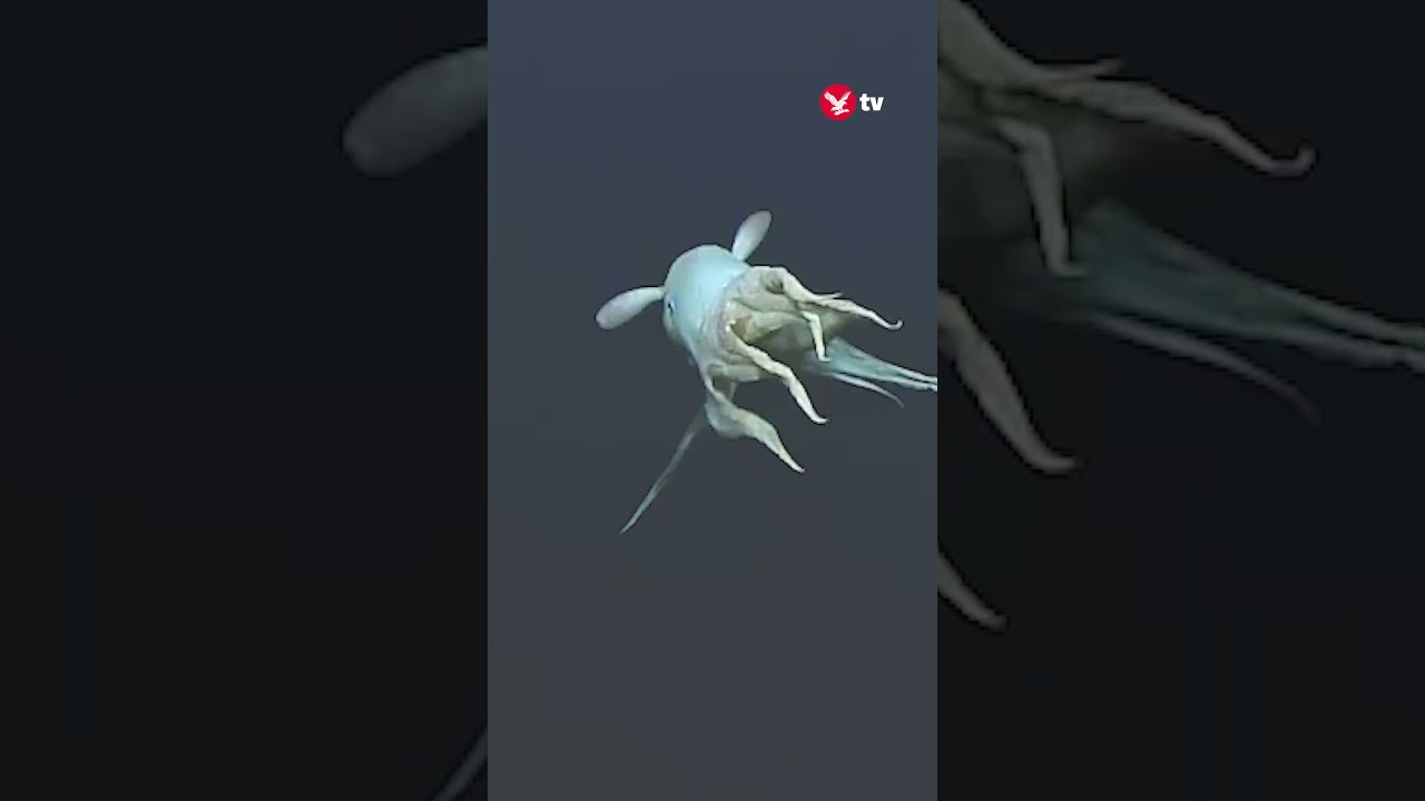 Rare 'Dumbo' octopus spotted in deep sea 🐙 #news #viral #shorts